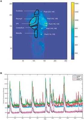Unraveling Pattern-Based Mechanics Defining Self-Organized Recurrent Behaviors in a Complex System: A Zebrafish's Calcium Brain-Wide Imaging Example